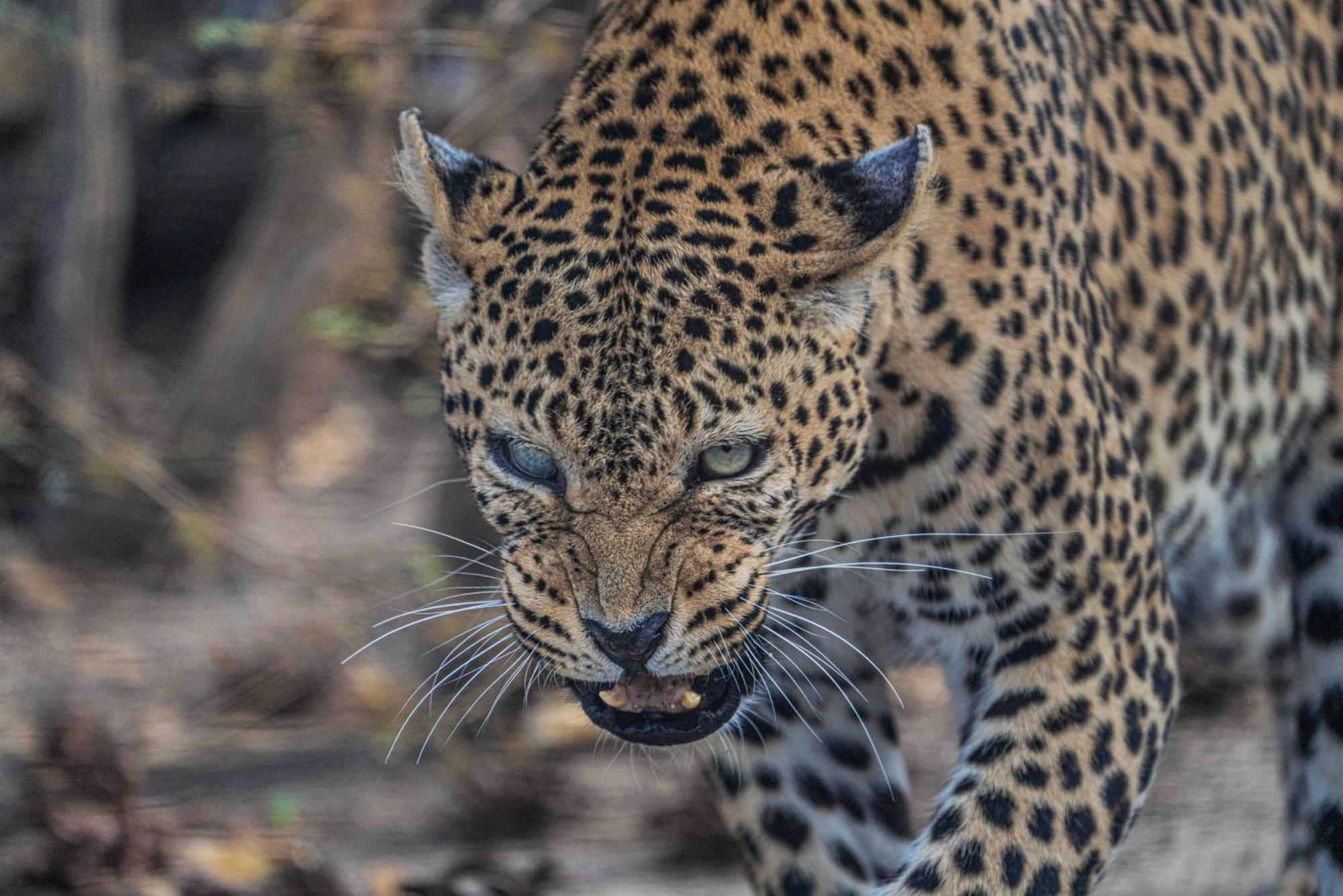 Grassland Safari Lodge Ghanzi Dış mekan fotoğraf