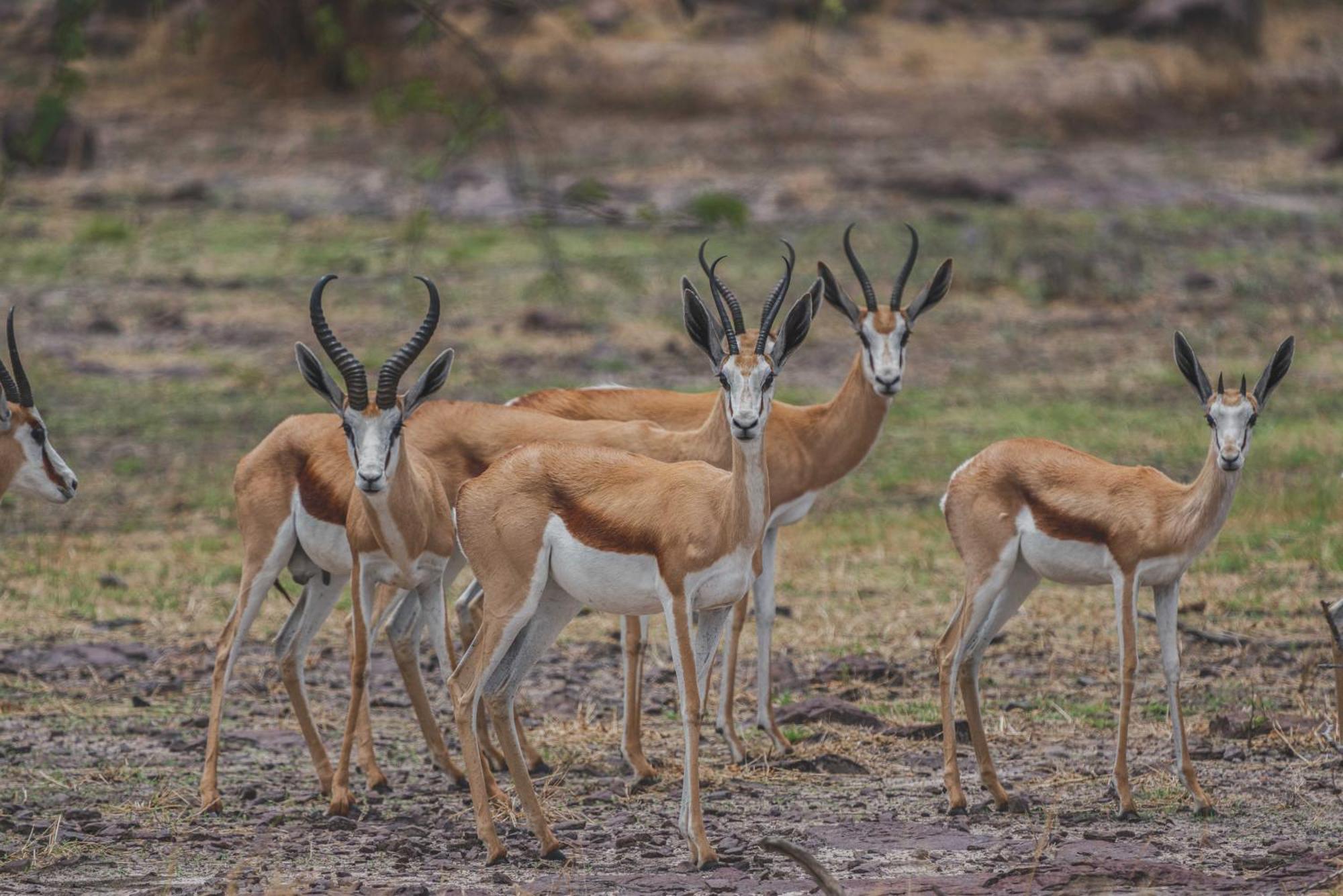 Grassland Safari Lodge Ghanzi Dış mekan fotoğraf