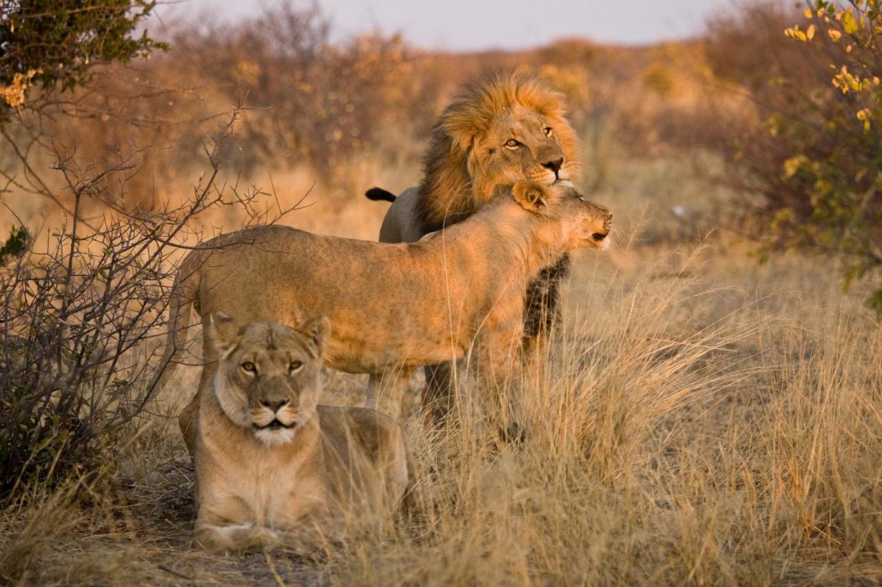 Grassland Safari Lodge Ghanzi Dış mekan fotoğraf